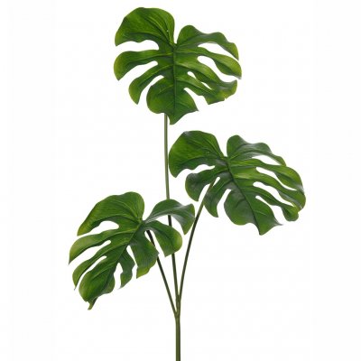 Monstera blad, naturtroget