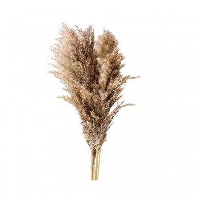Pampasvippa, pampasgräs, Small
