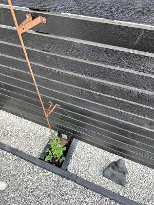 Växtstöd Brita 170 cm hög, Eldgarden